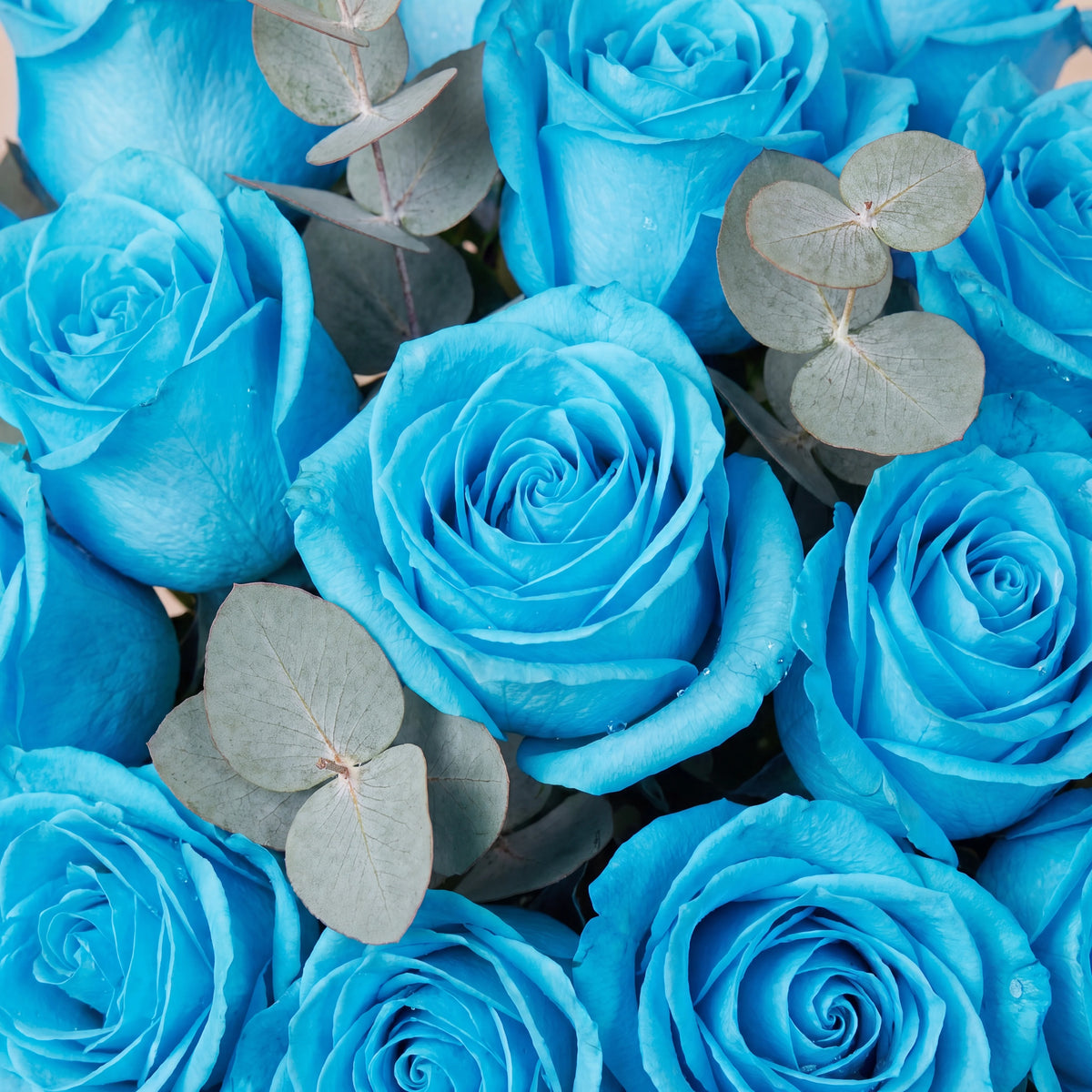 12 Tiffany Blue Roses Vase