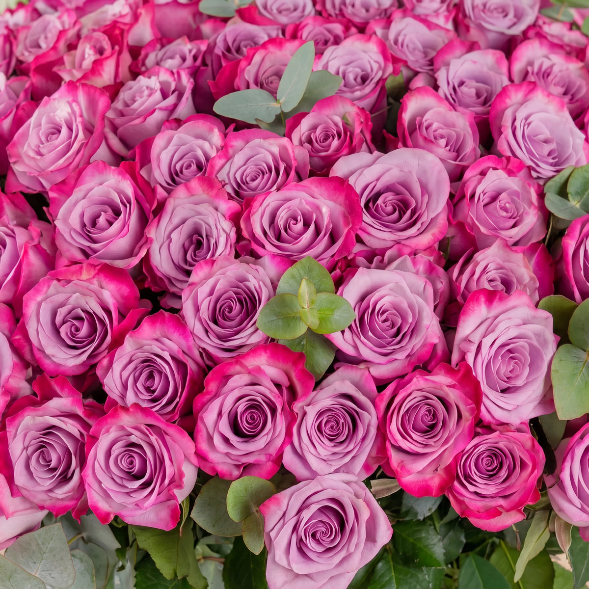 100 Purple Roses Vase