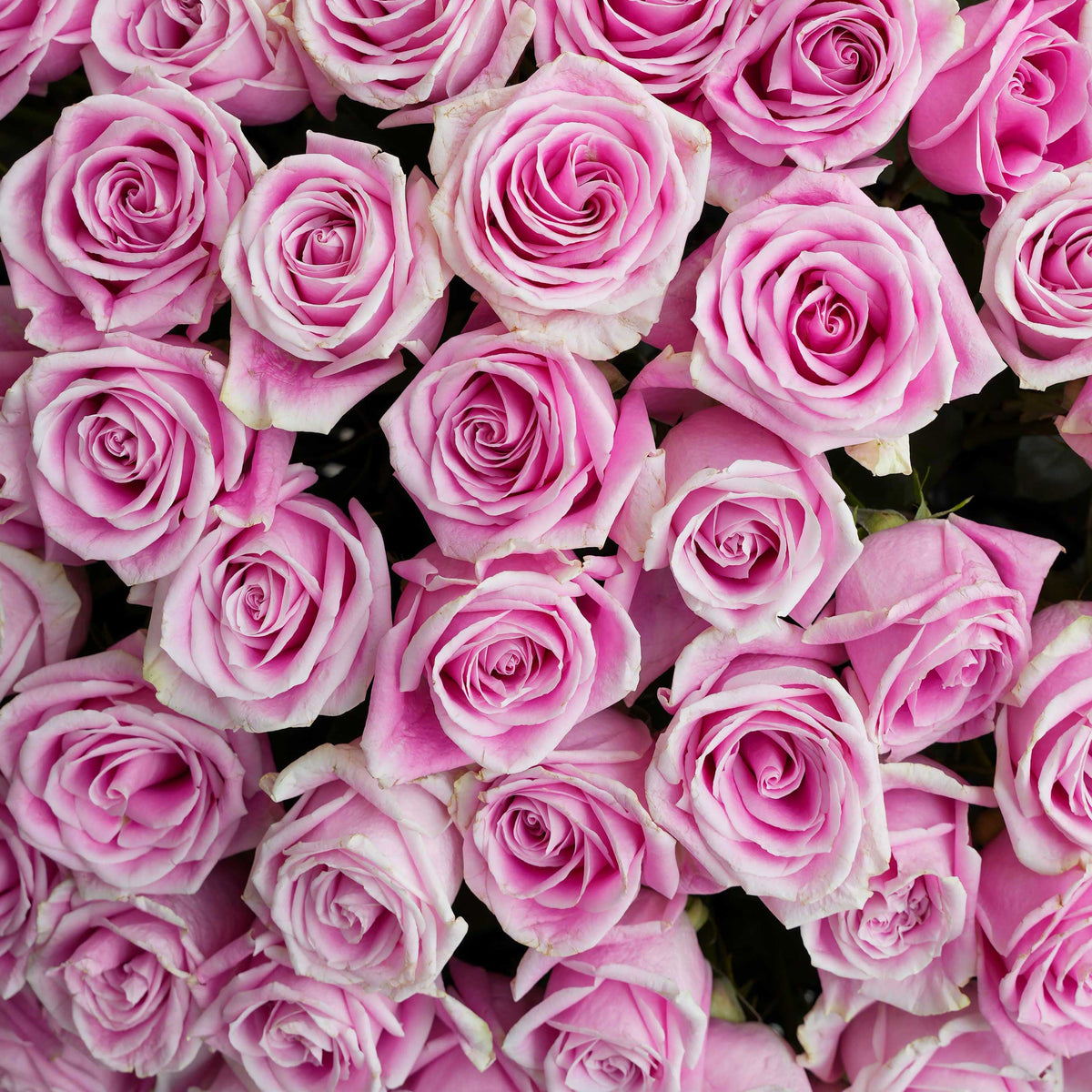 Anniversary 365 Pink Roses - Box
