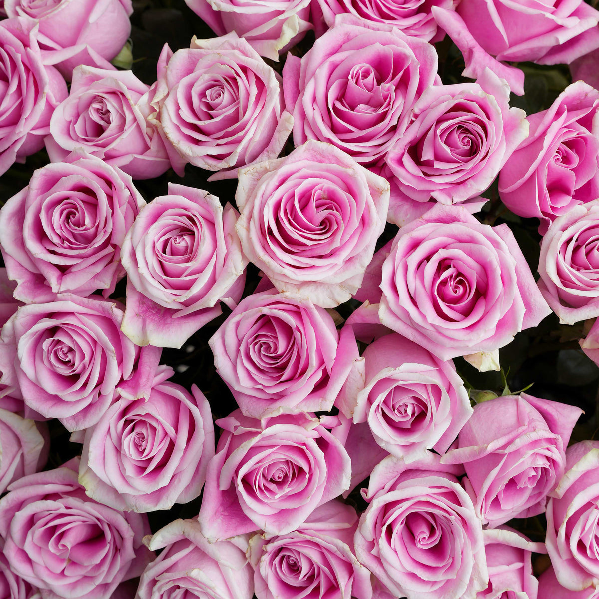 200 Pink Roses - Hatbox