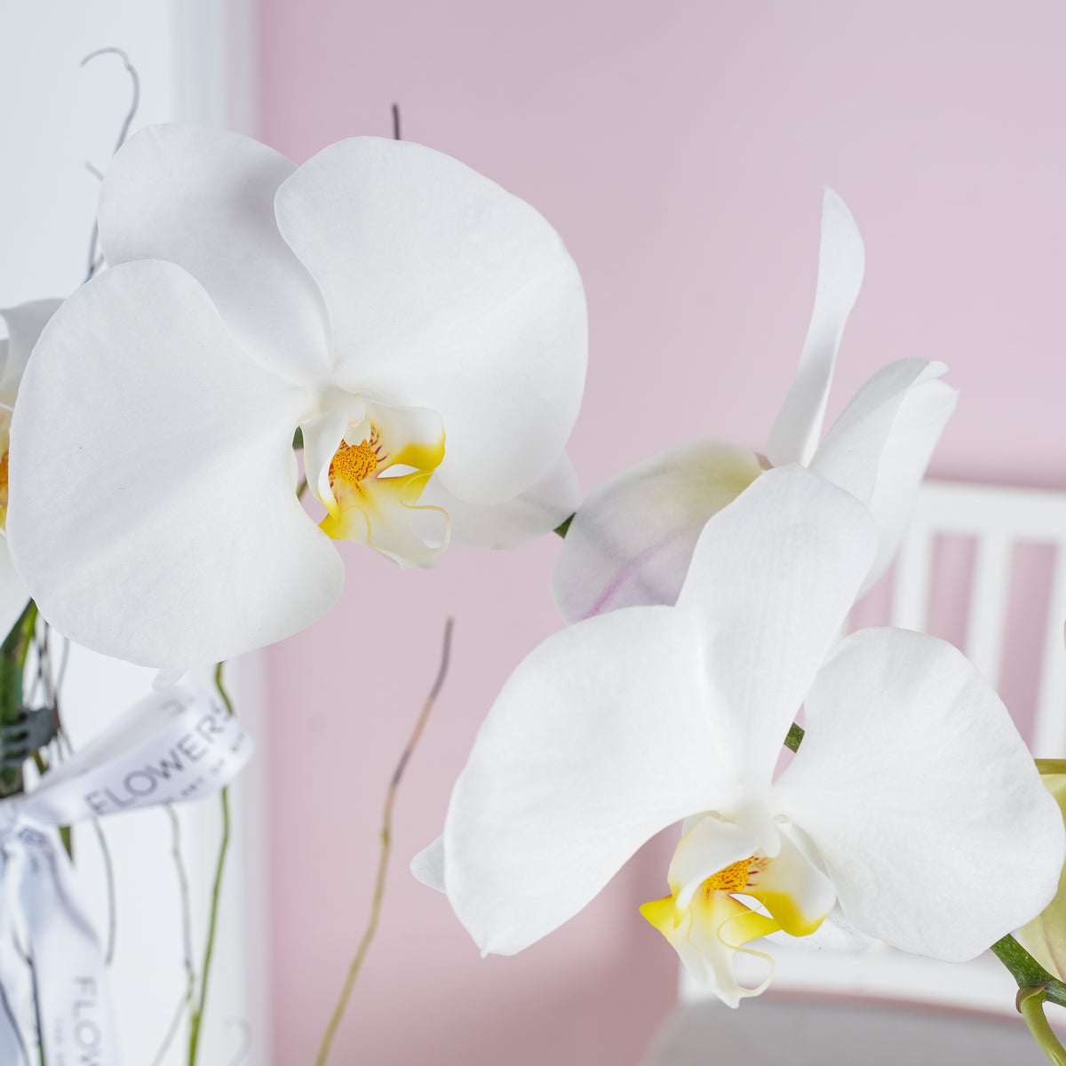 4 White Orchids