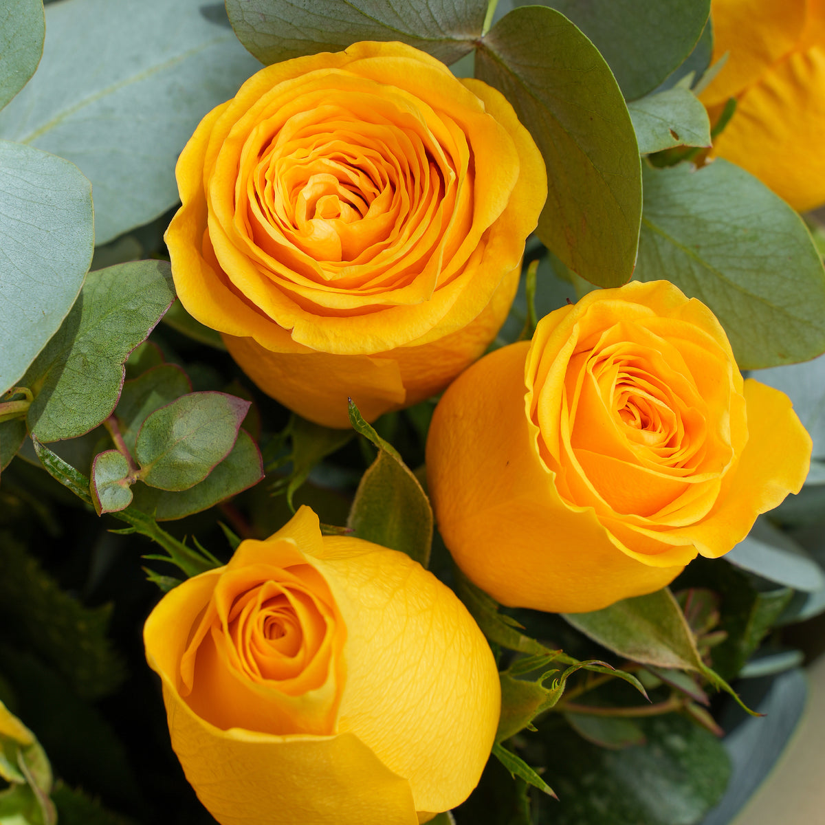 25 Yellow Roses