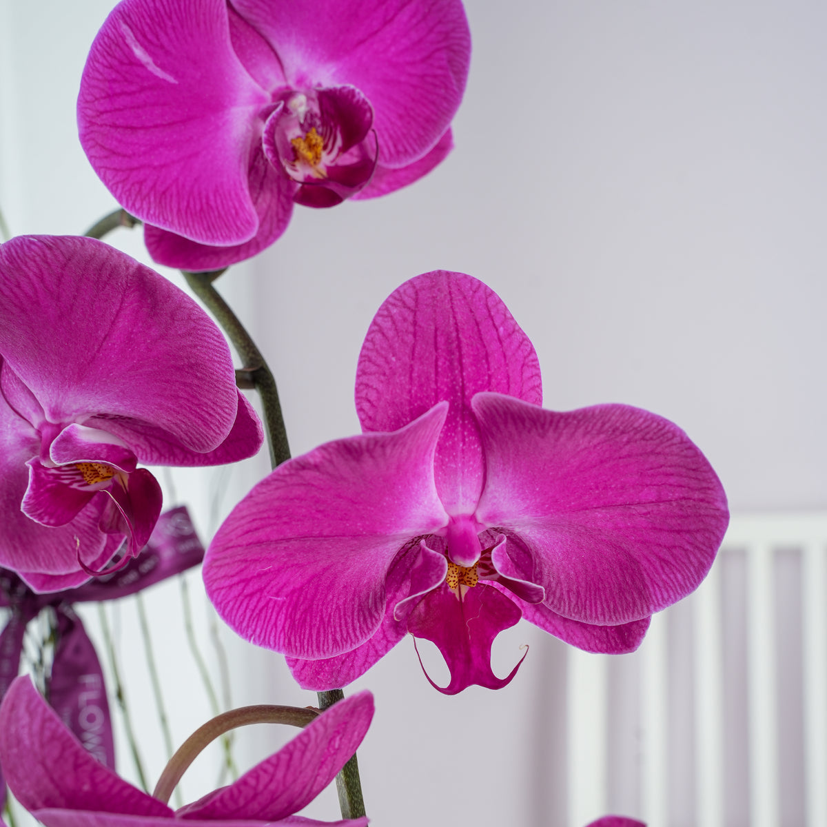 4 Purple Orchids