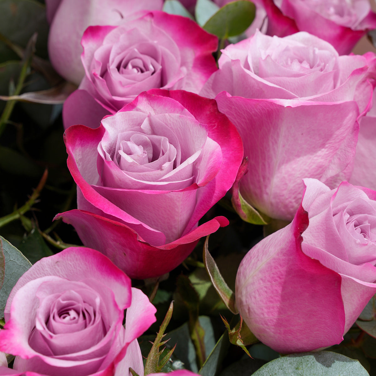 12 Purple Roses