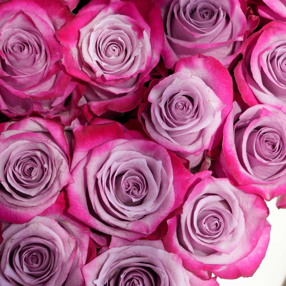 Valentine Purple Heart - Large