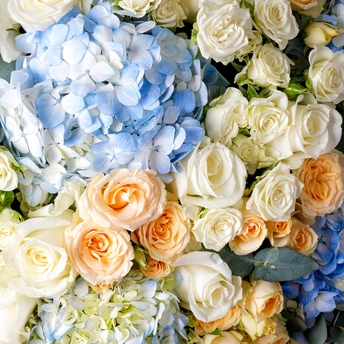 Baby Alva Hatbox (Gift Set)