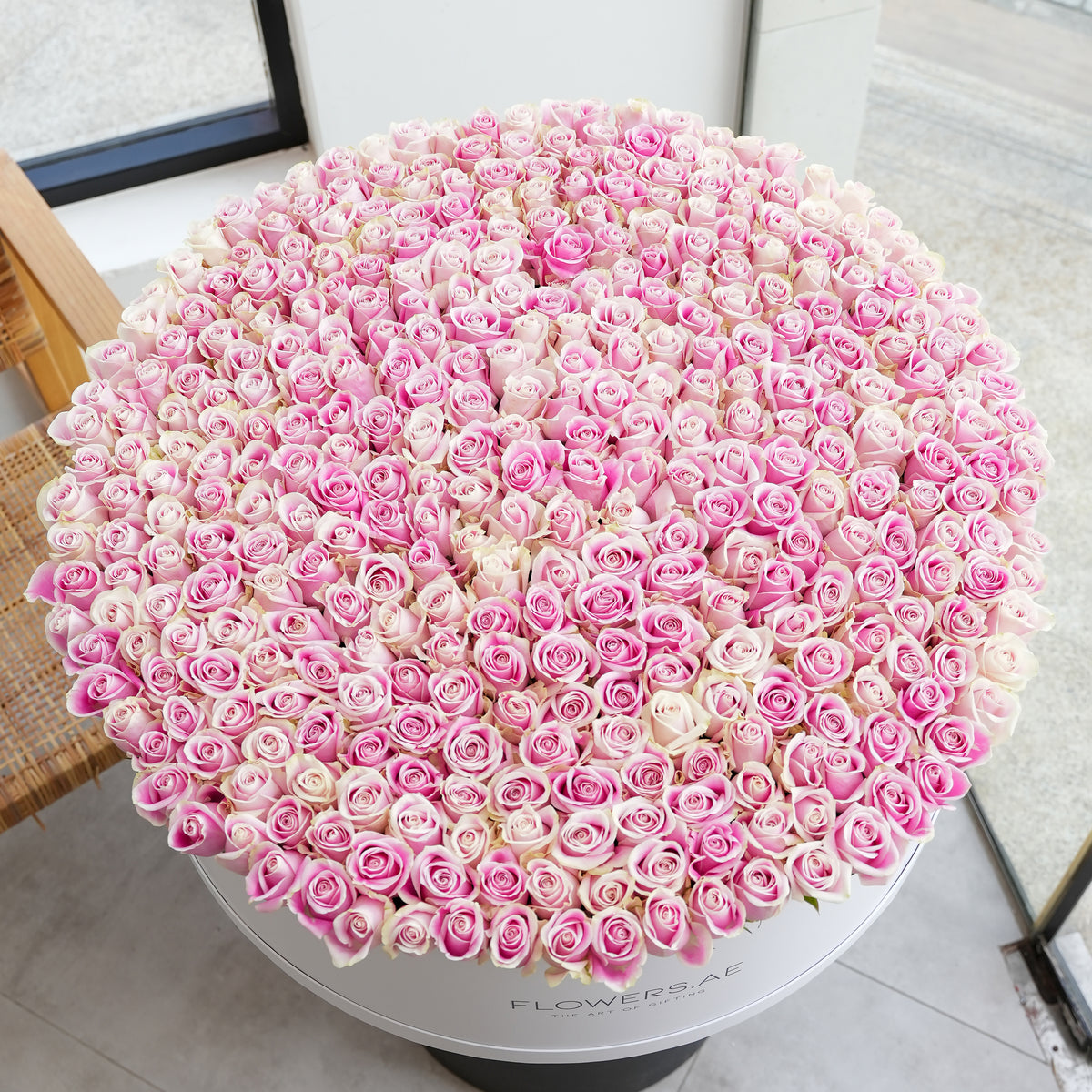 500 Pink Roses XXXL
