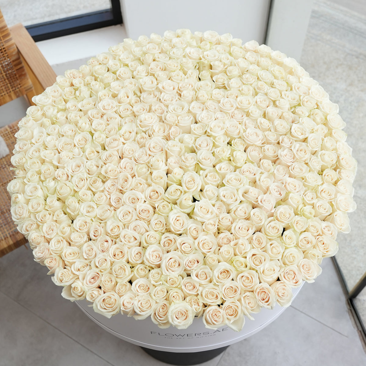 Baby 500 White Roses XXXL