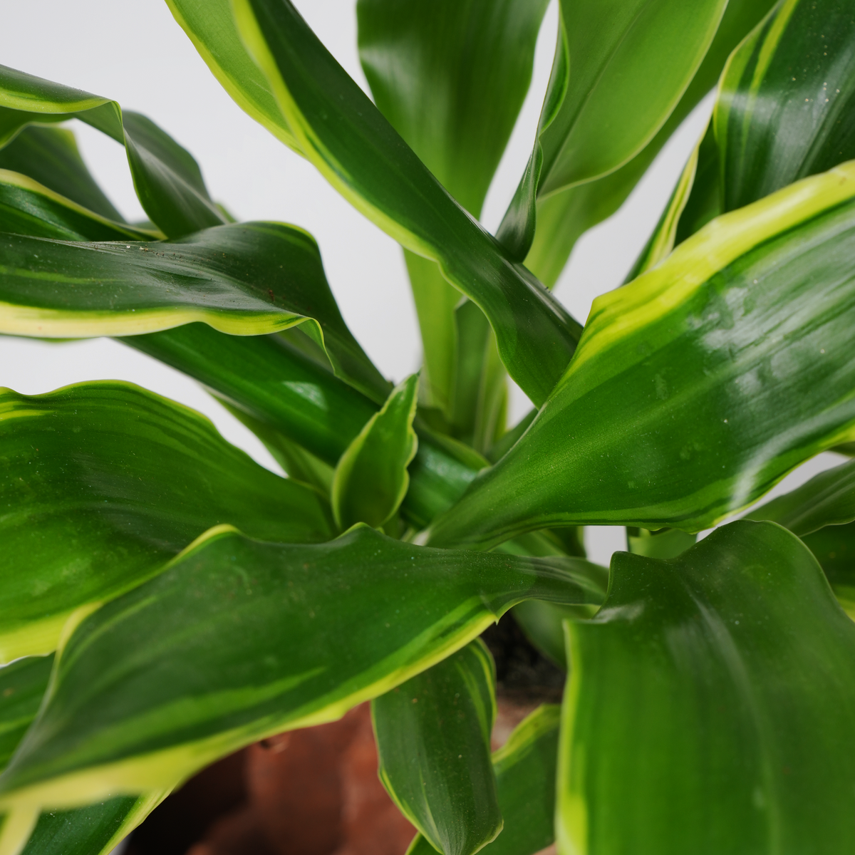 Draceana Golden Coast