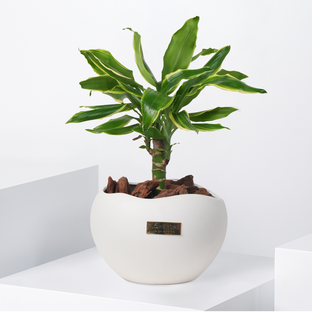 Draceana Golden Coast