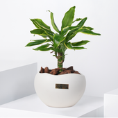 Draceana Golden Coast