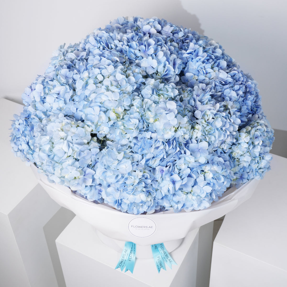Blue Hydrangea