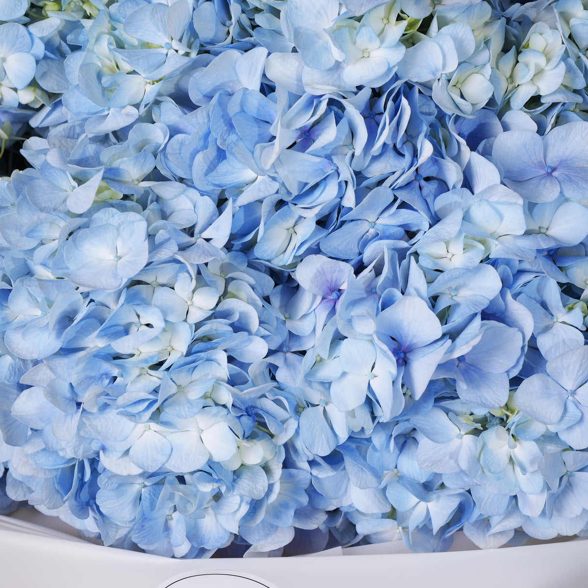 Blue Hydrangea