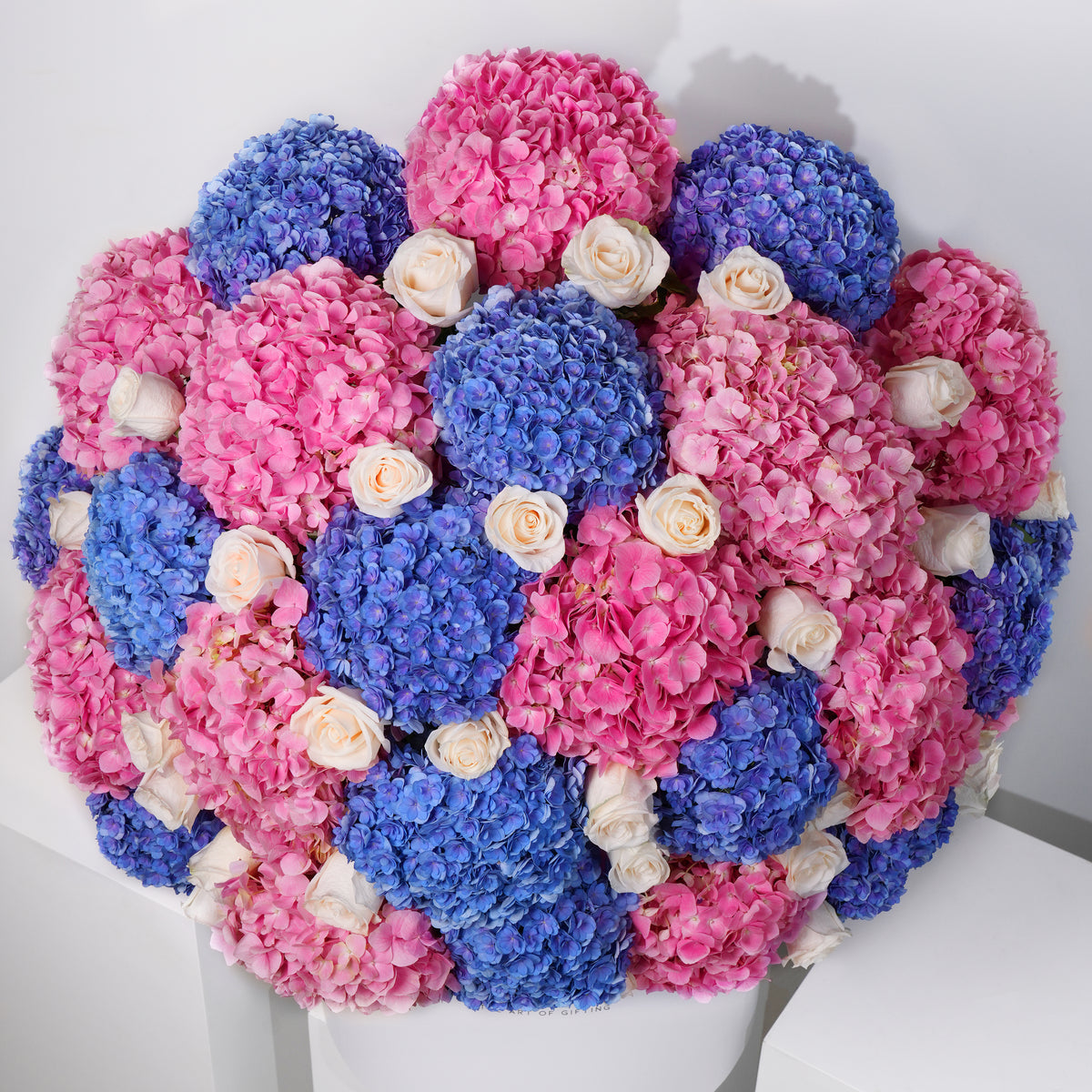 Royale Blush Hydrangea