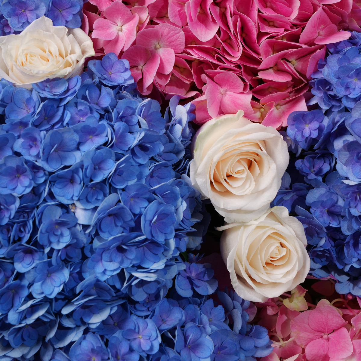 Royale Blush Hydrangea