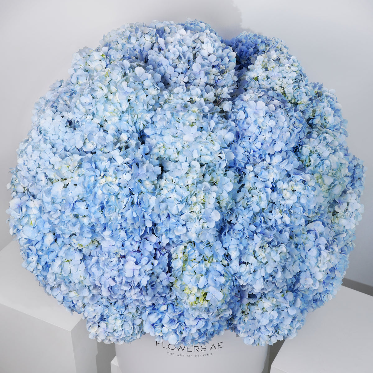 Royale Blue Hydrangea