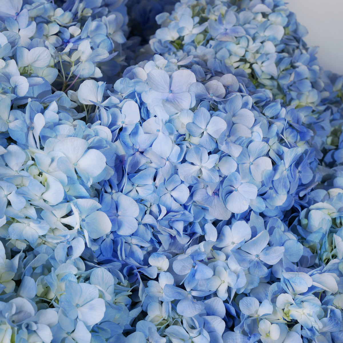 Royale Blue Hydrangea