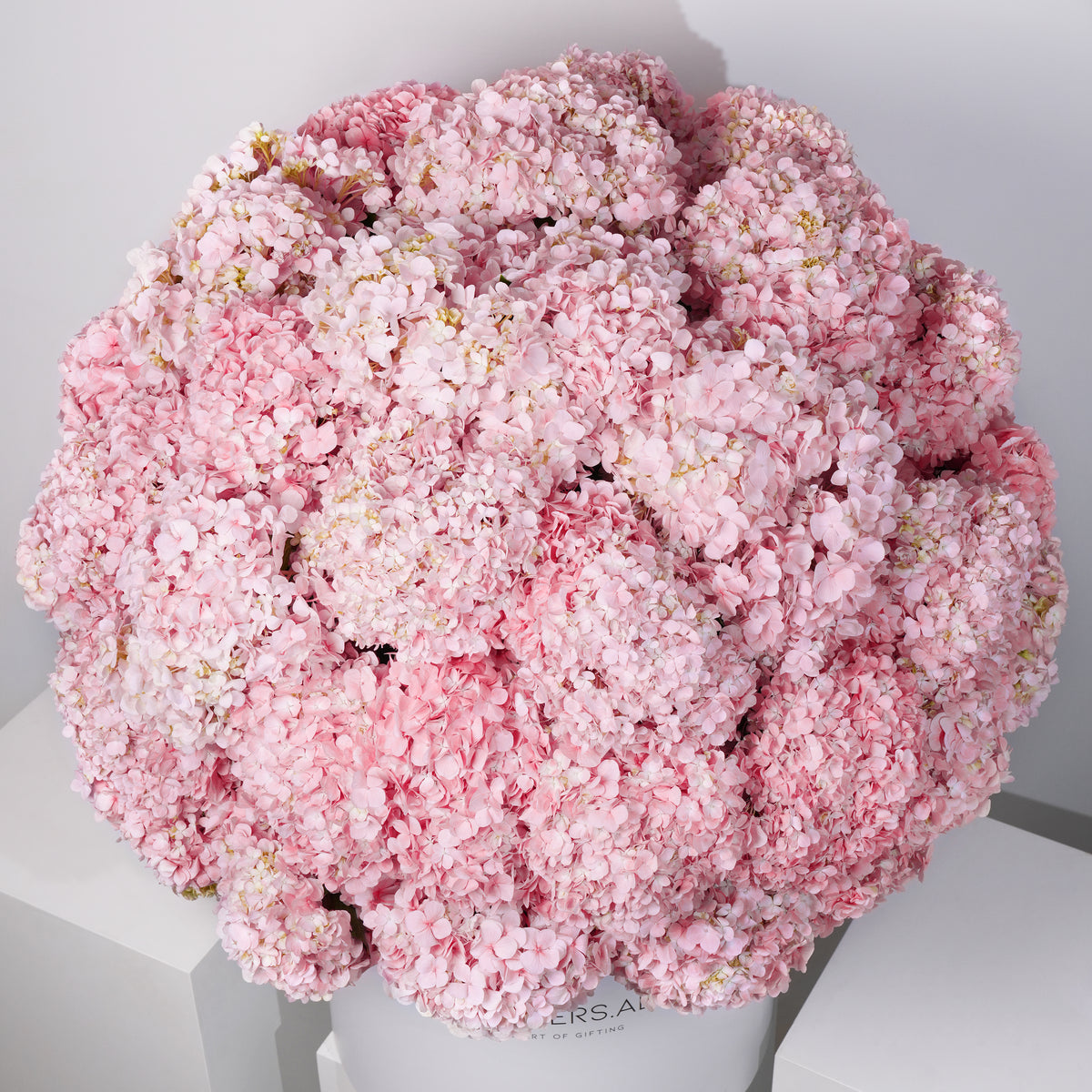 Royale Pink Hydrangea