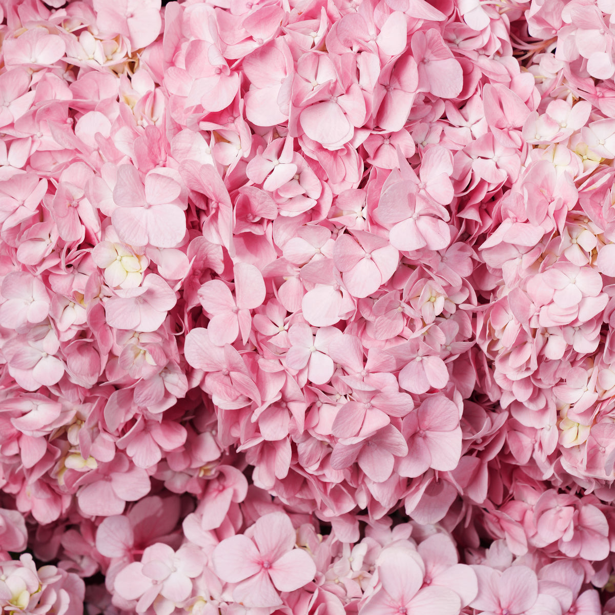 Royale Pink Hydrangea