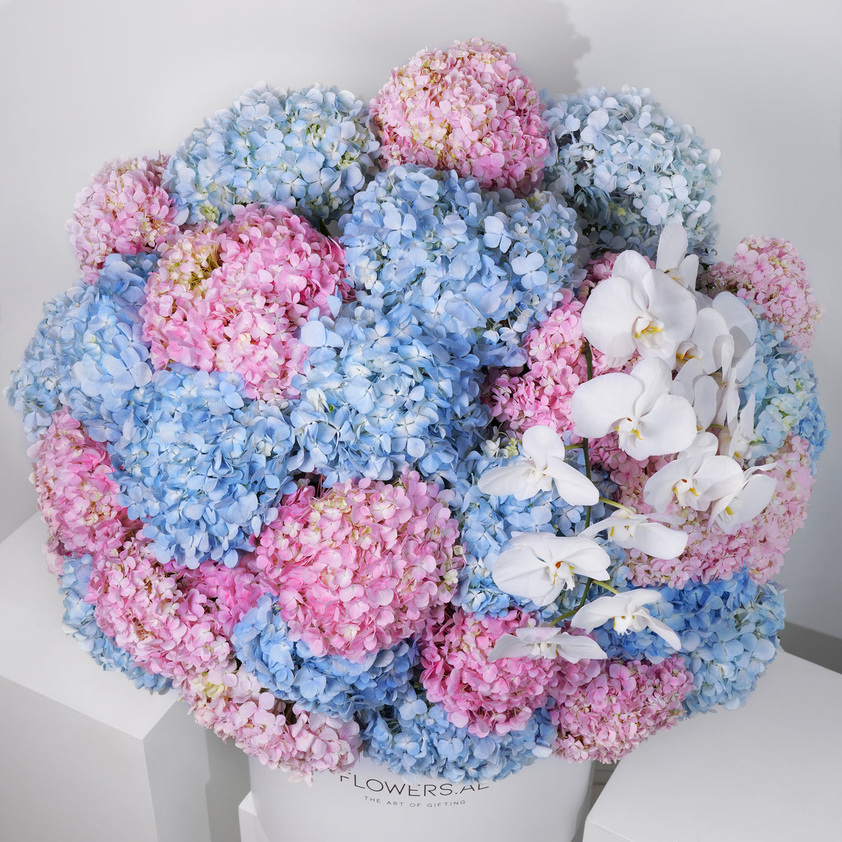 Royale Pastel Hydrangea