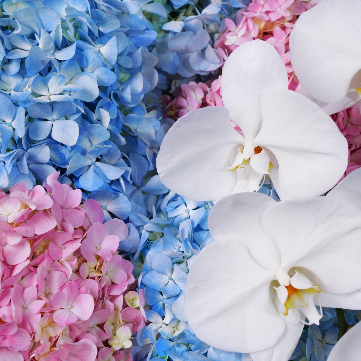 Royale Pastel Hydrangea