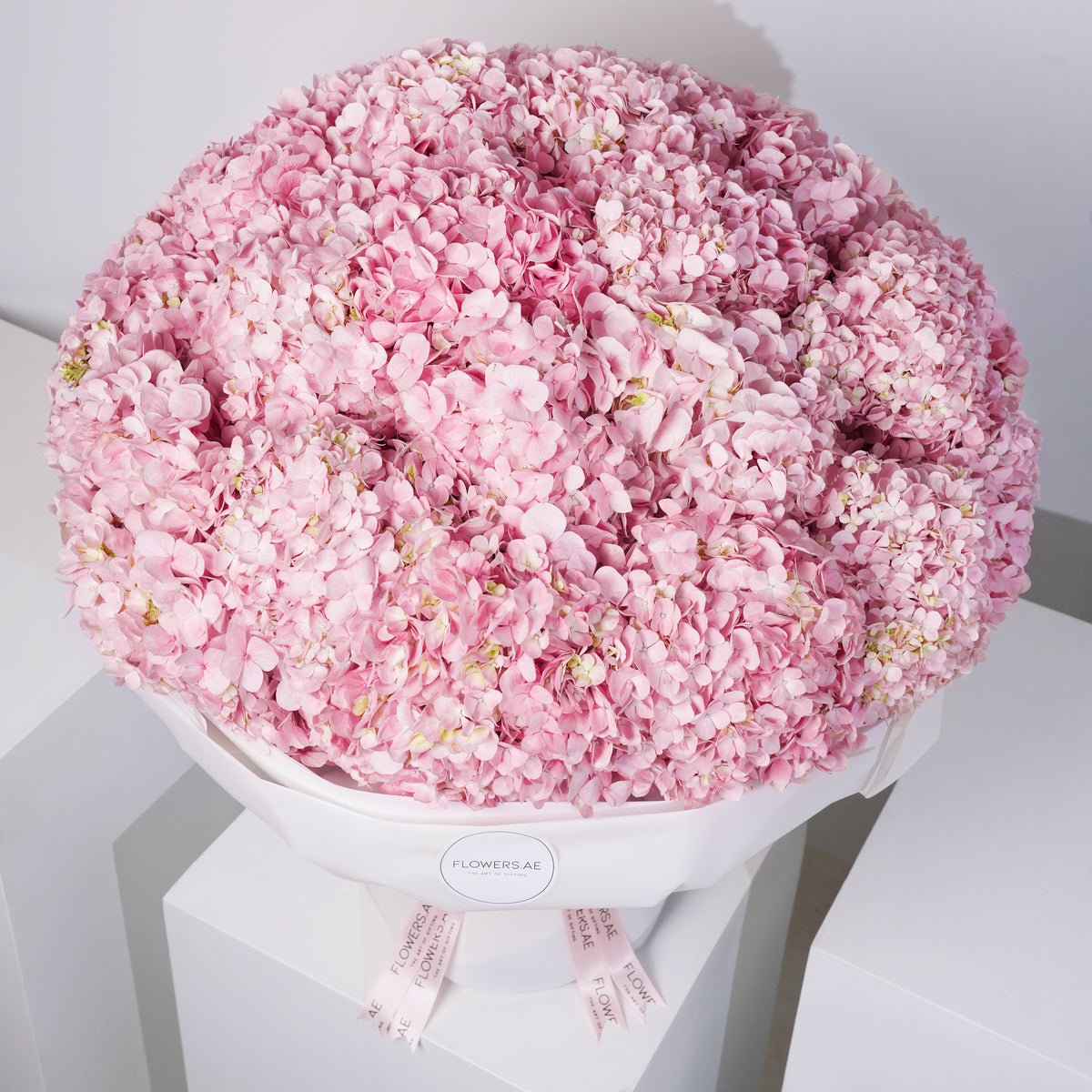 Pink Hydrangea