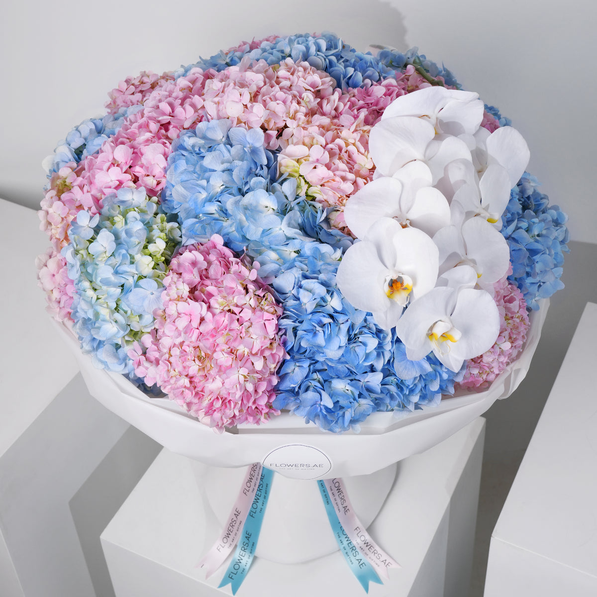 Pastel Hydrangea