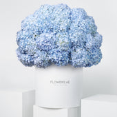Royale Blue Hydrangea