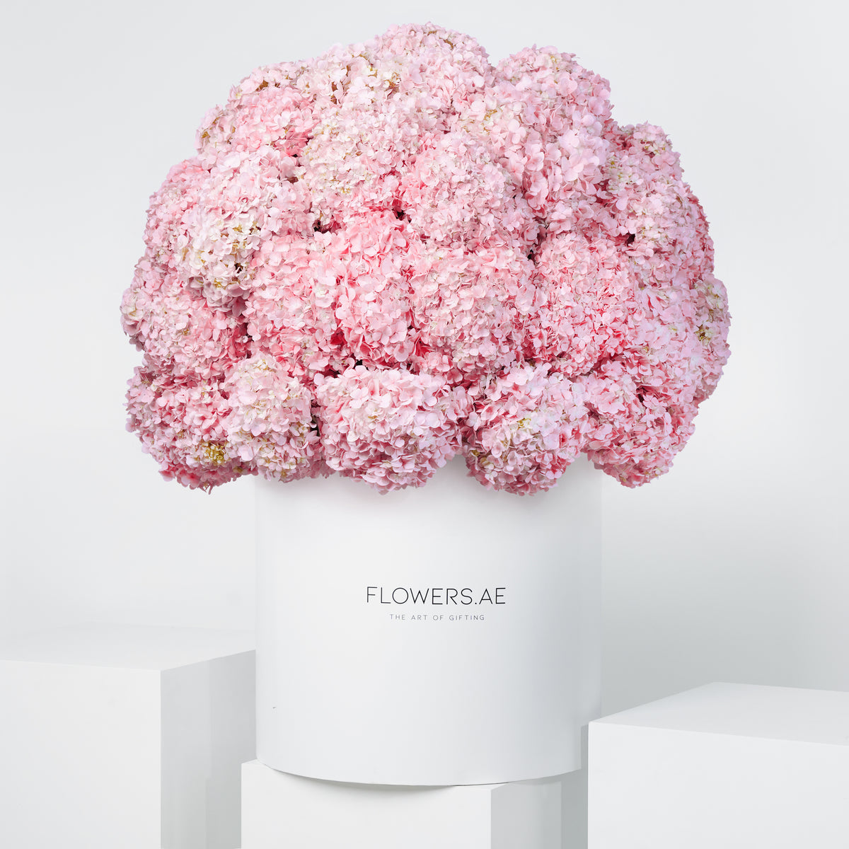 Royale Pink Hydrangea
