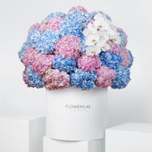 Royale Pastel Hydrangea