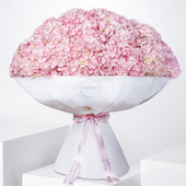 Pink Hydrangea