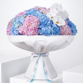 Pastel Hydrangea