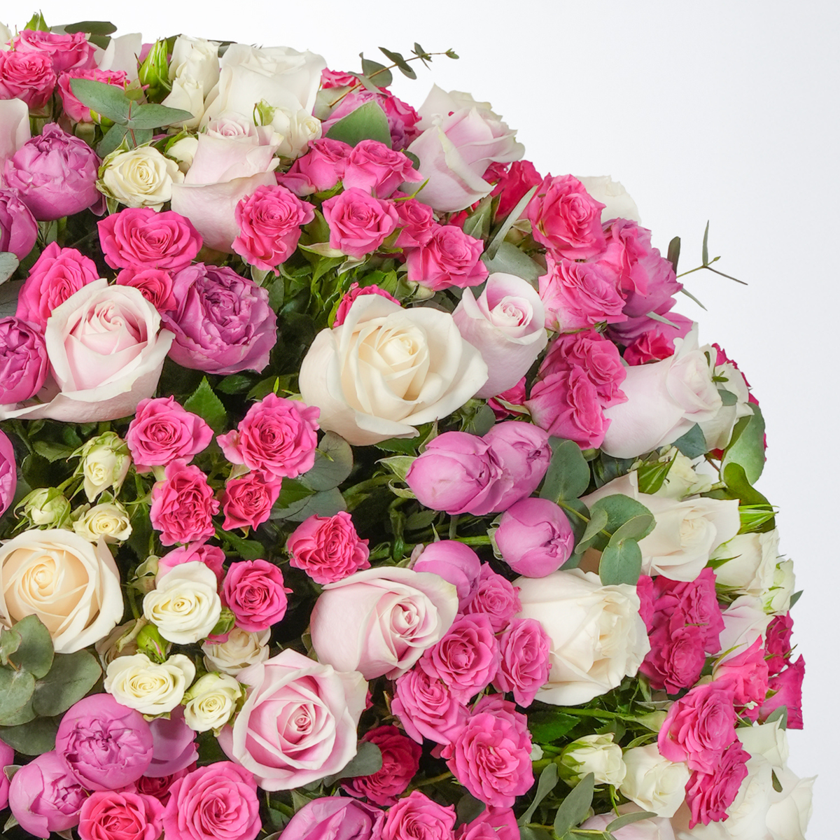 Birthday Rose Harmony