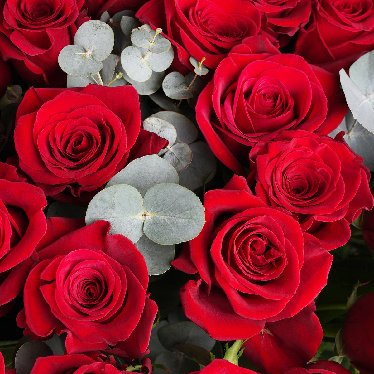100 Red Roses Vase