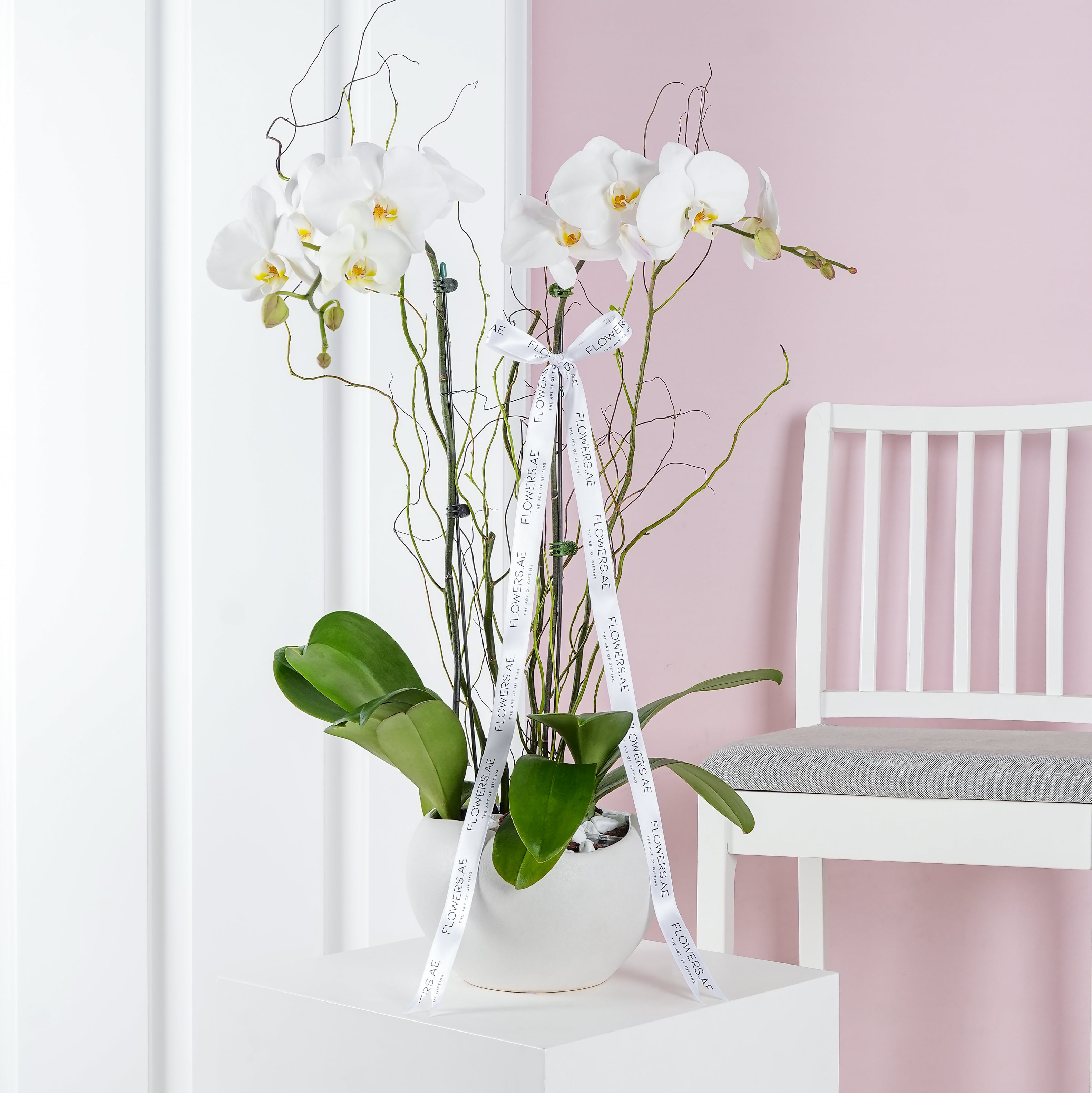 Orchid delivery discount