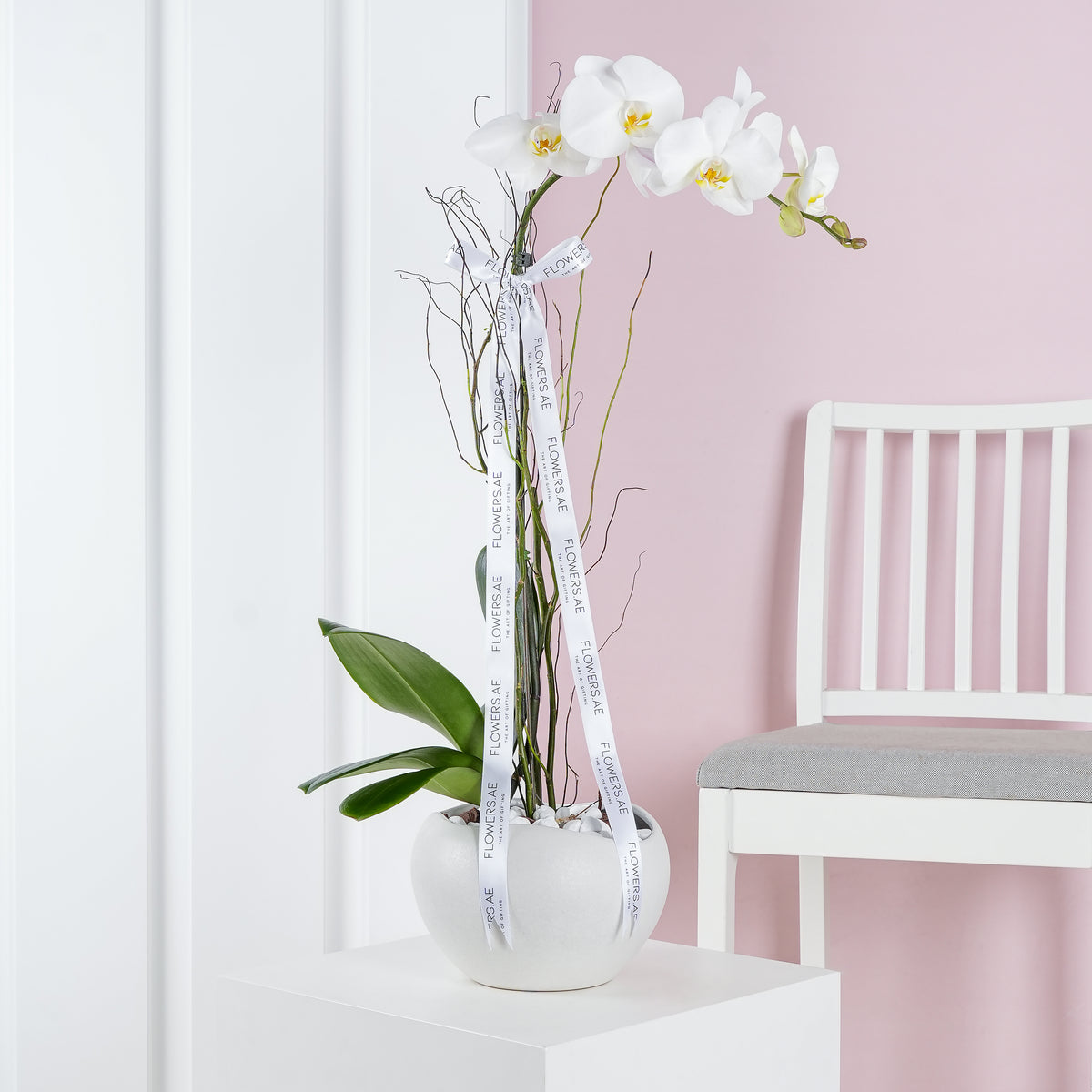 Get Well White Orchid
