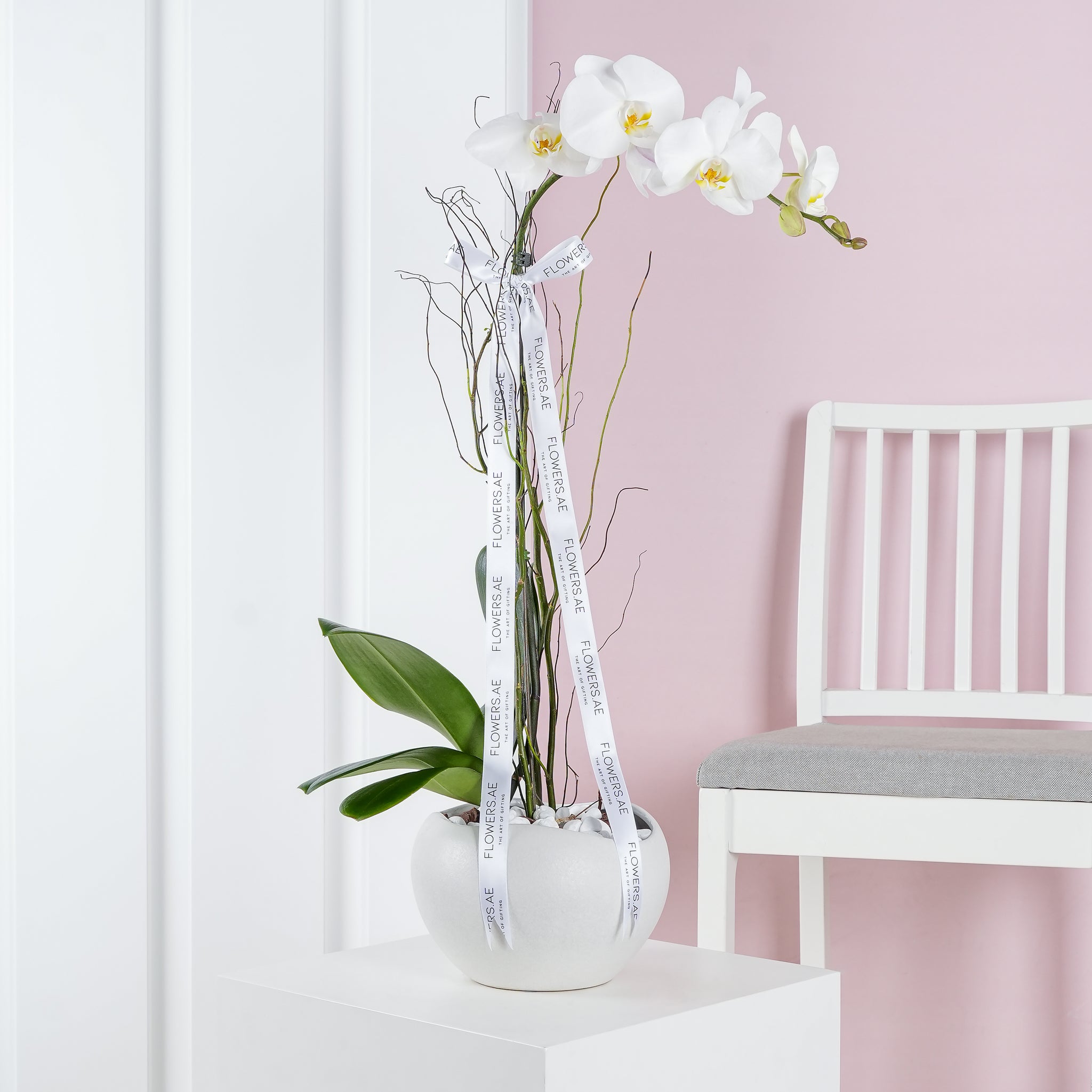 White Orchid Plant Free Same Day Delivery to all Emirates