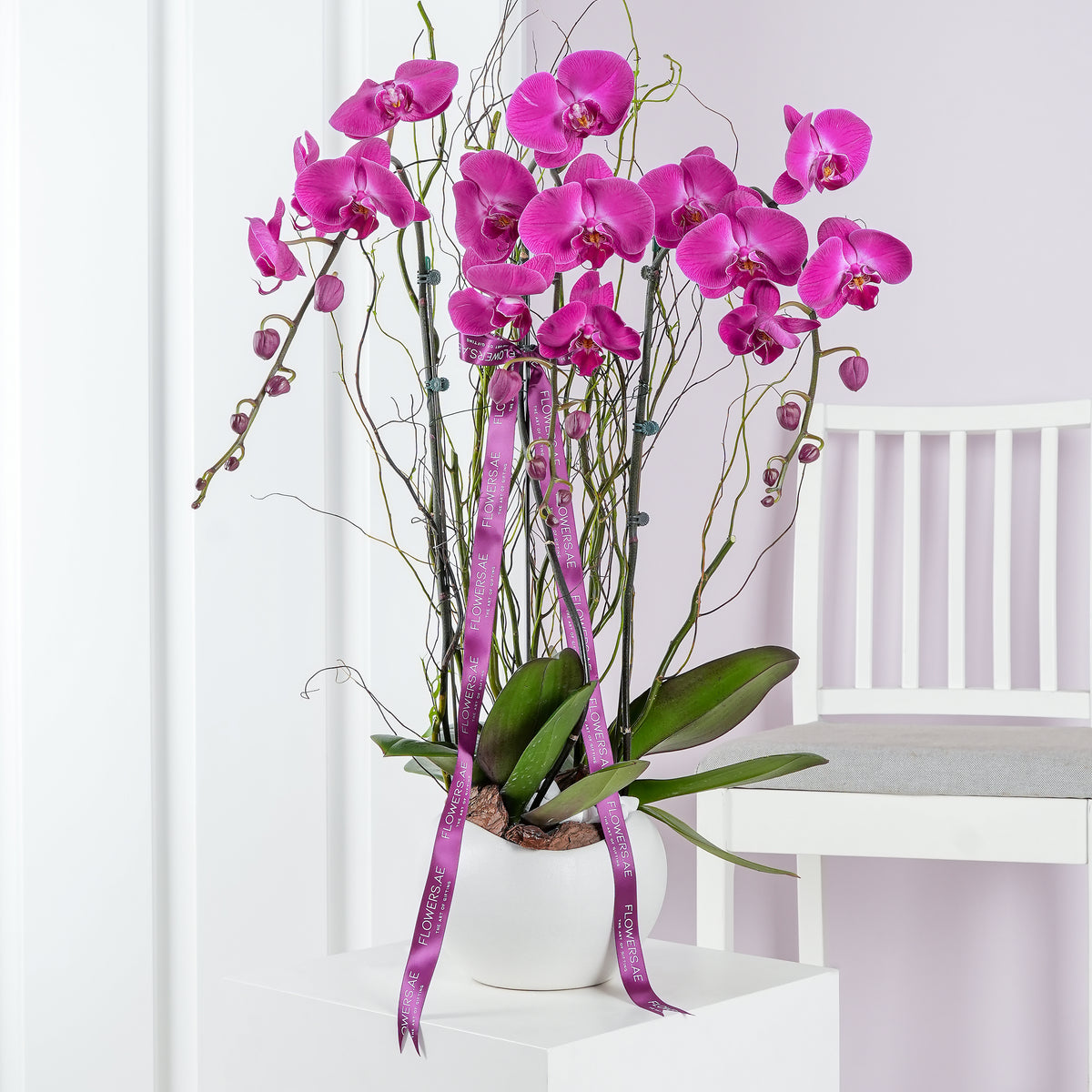 3 Purple Orchids