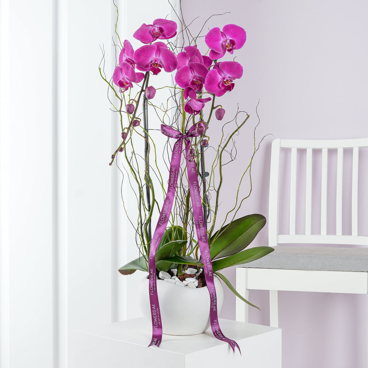 Get Well 2 Purple Orchids