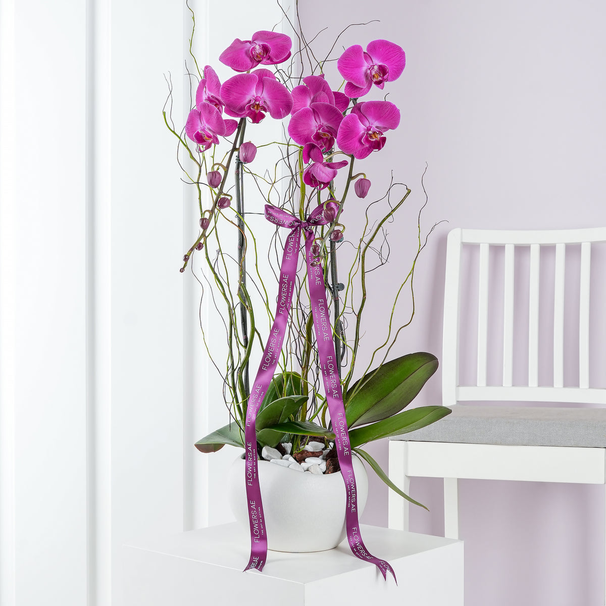 2 Purple Orchids