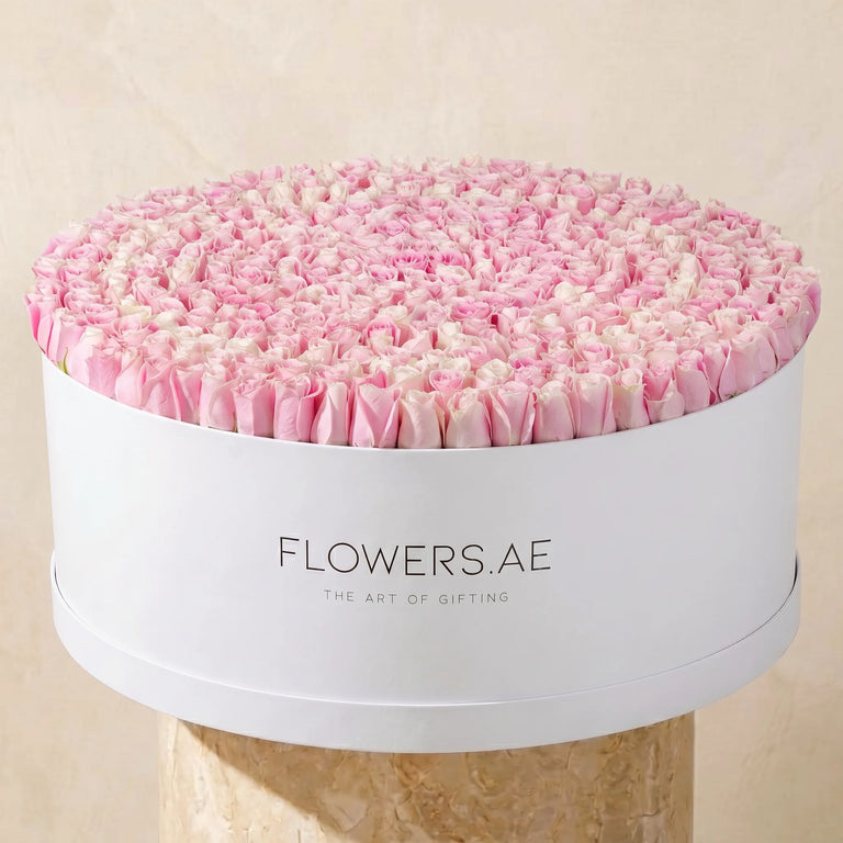 Baby 500 Pink Roses XXXL