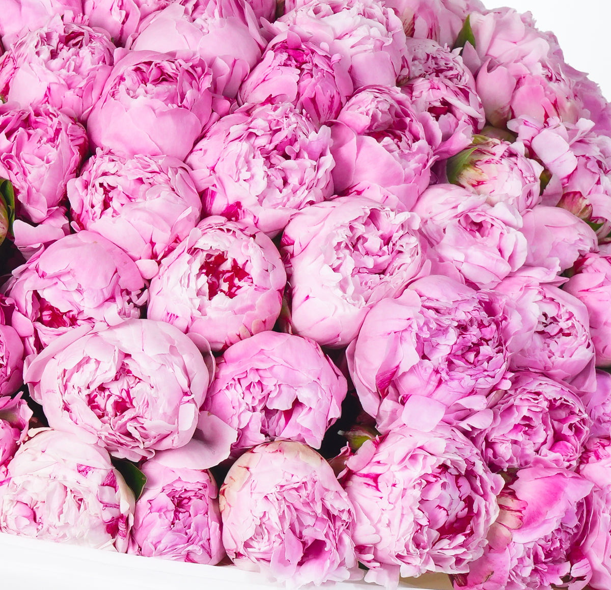 200 Pure Pink Peony