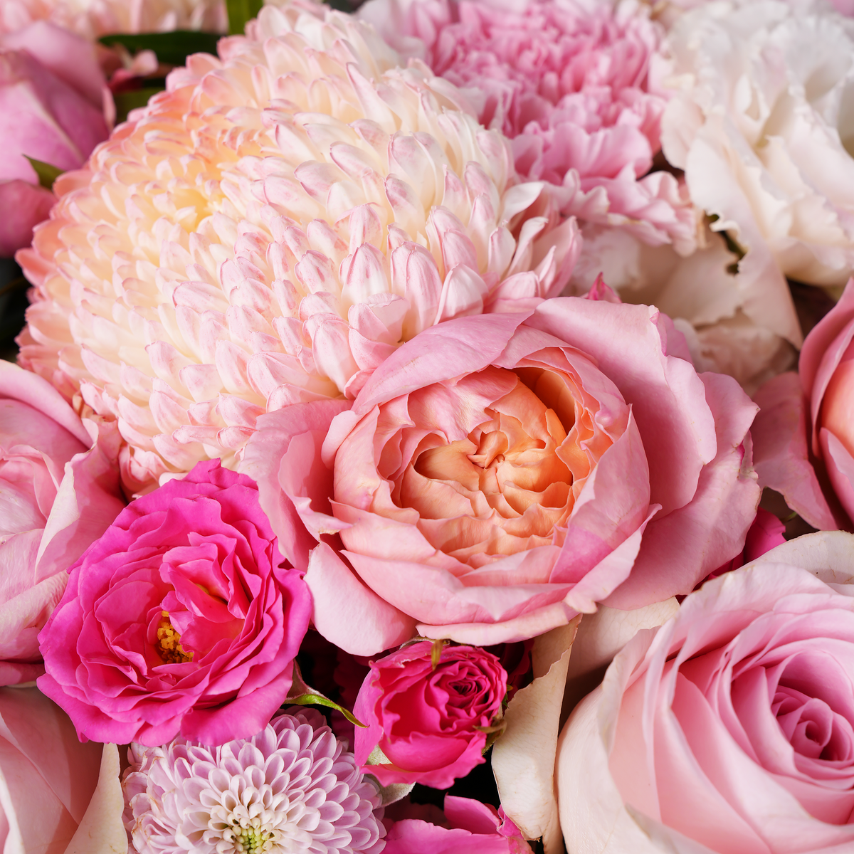 Pink Delight Classic