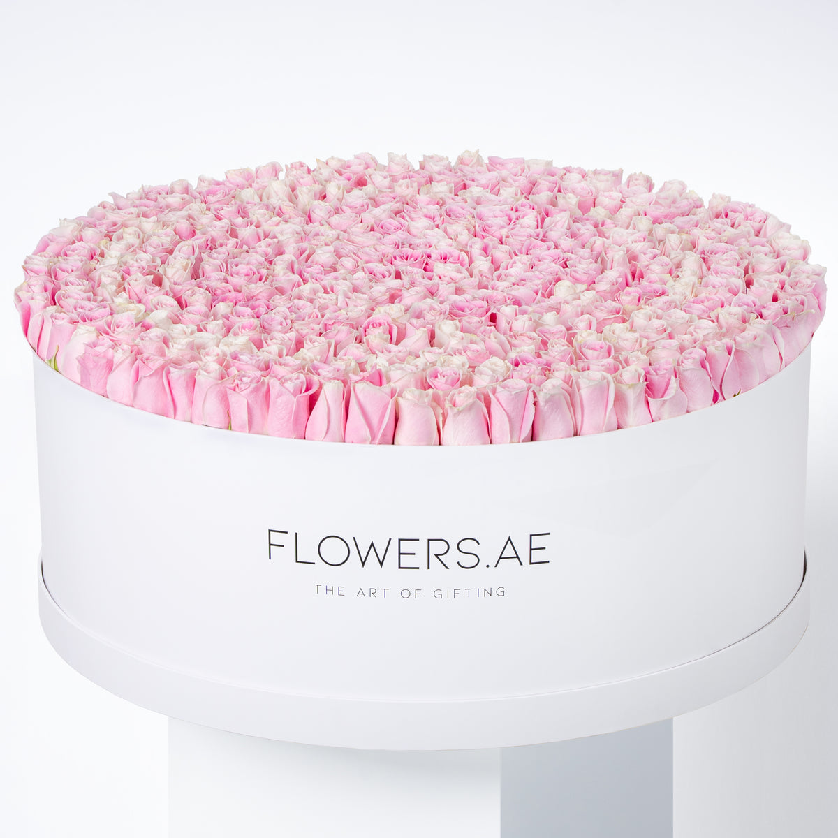 500 Pink Roses XXXL