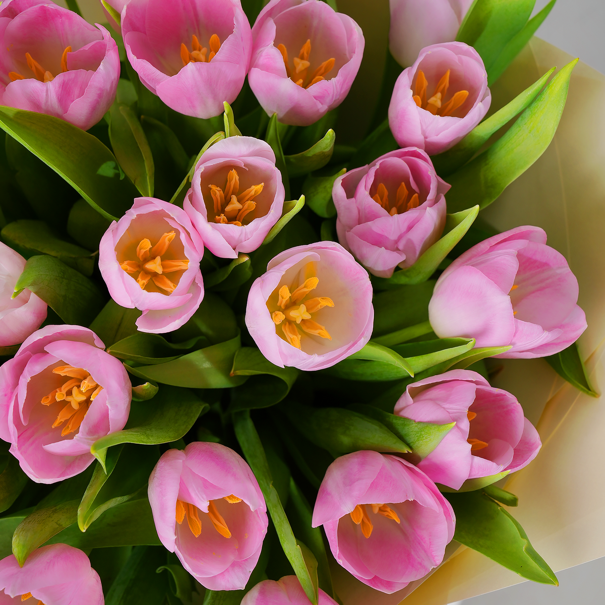 Luxury Pink Tulips