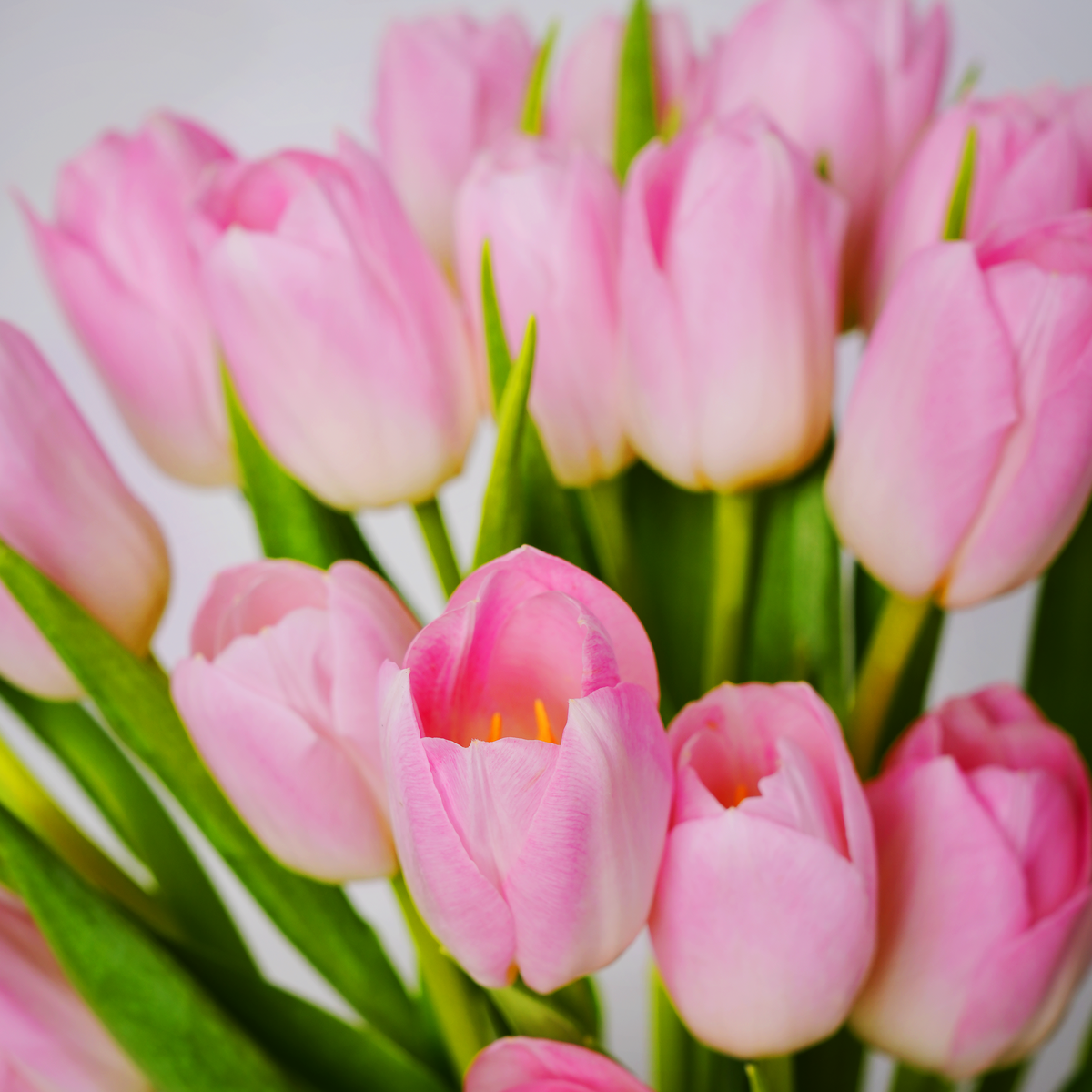 Luxury Pink Tulips Vase