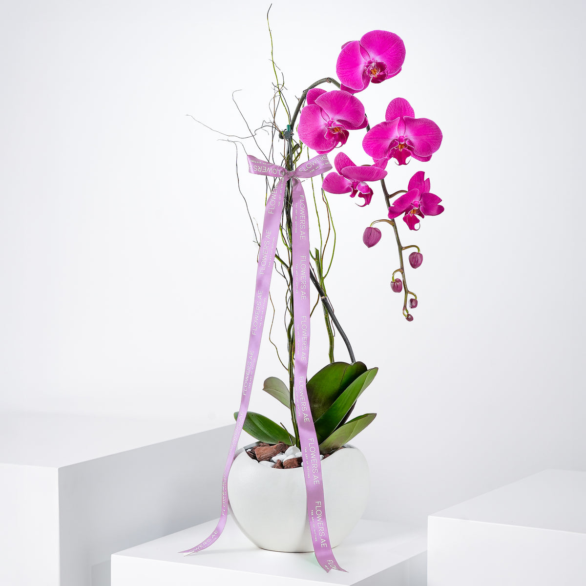 Women's Day Purple Orchid