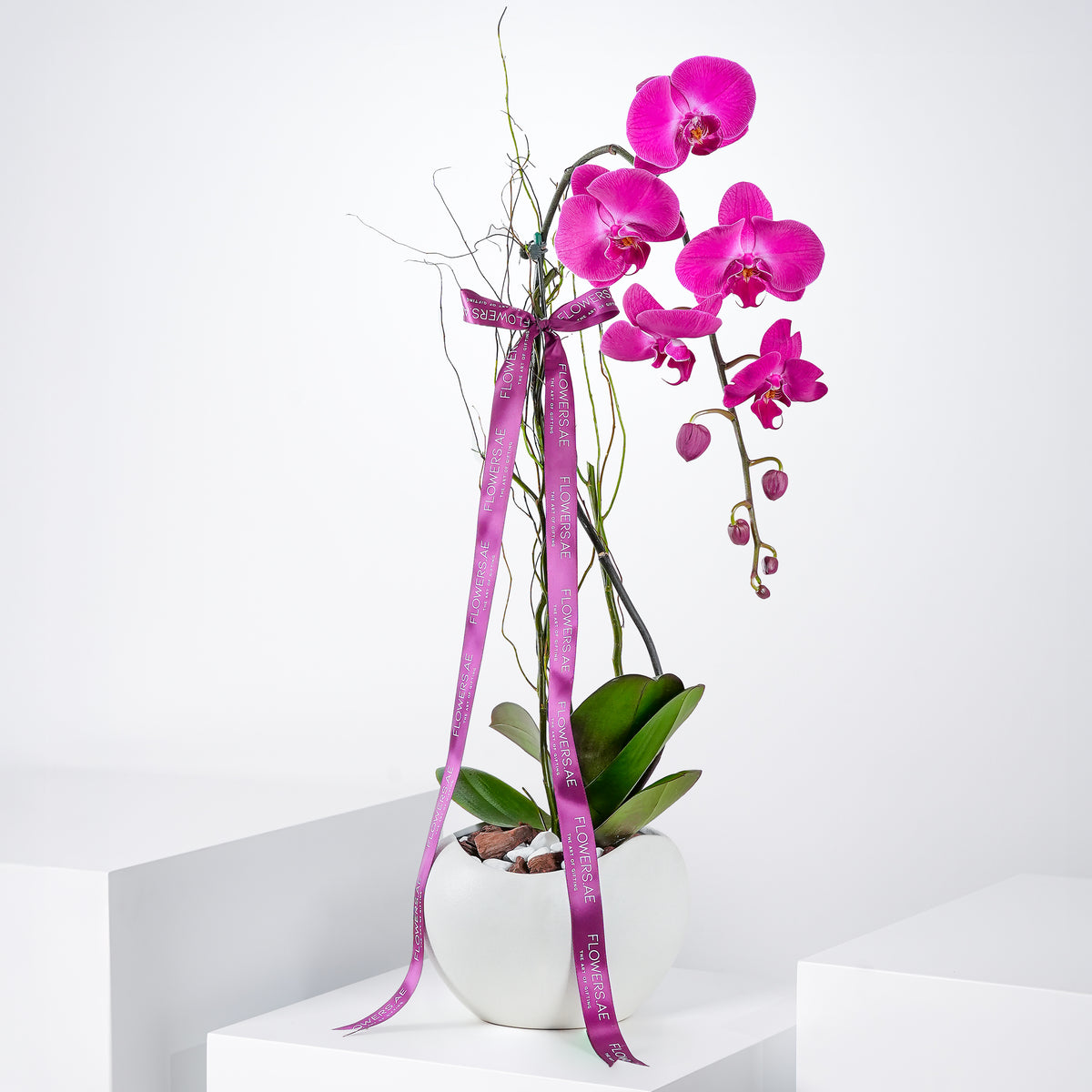 Purple Orchid