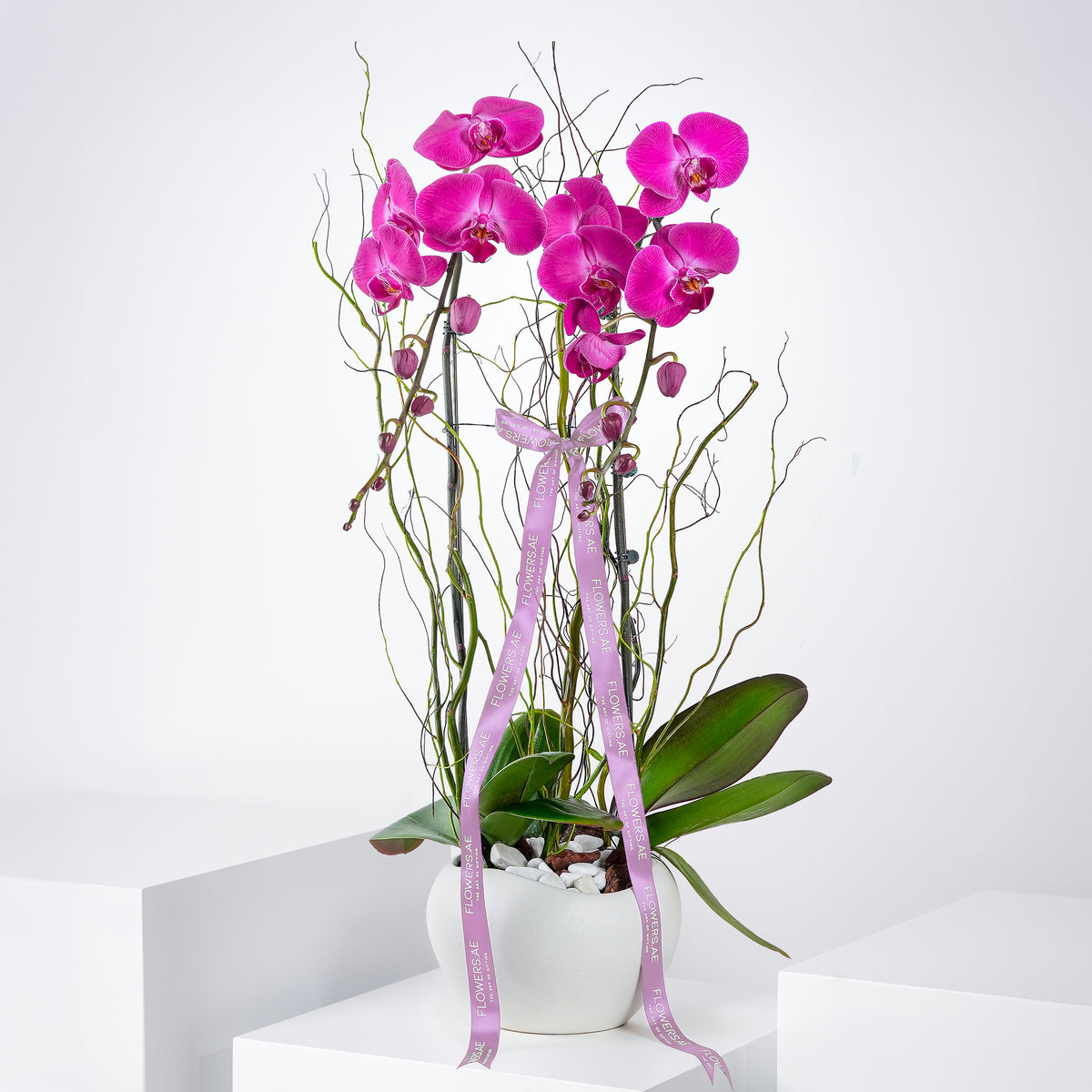 2 Purple Orchids