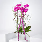 2 Purple Orchids